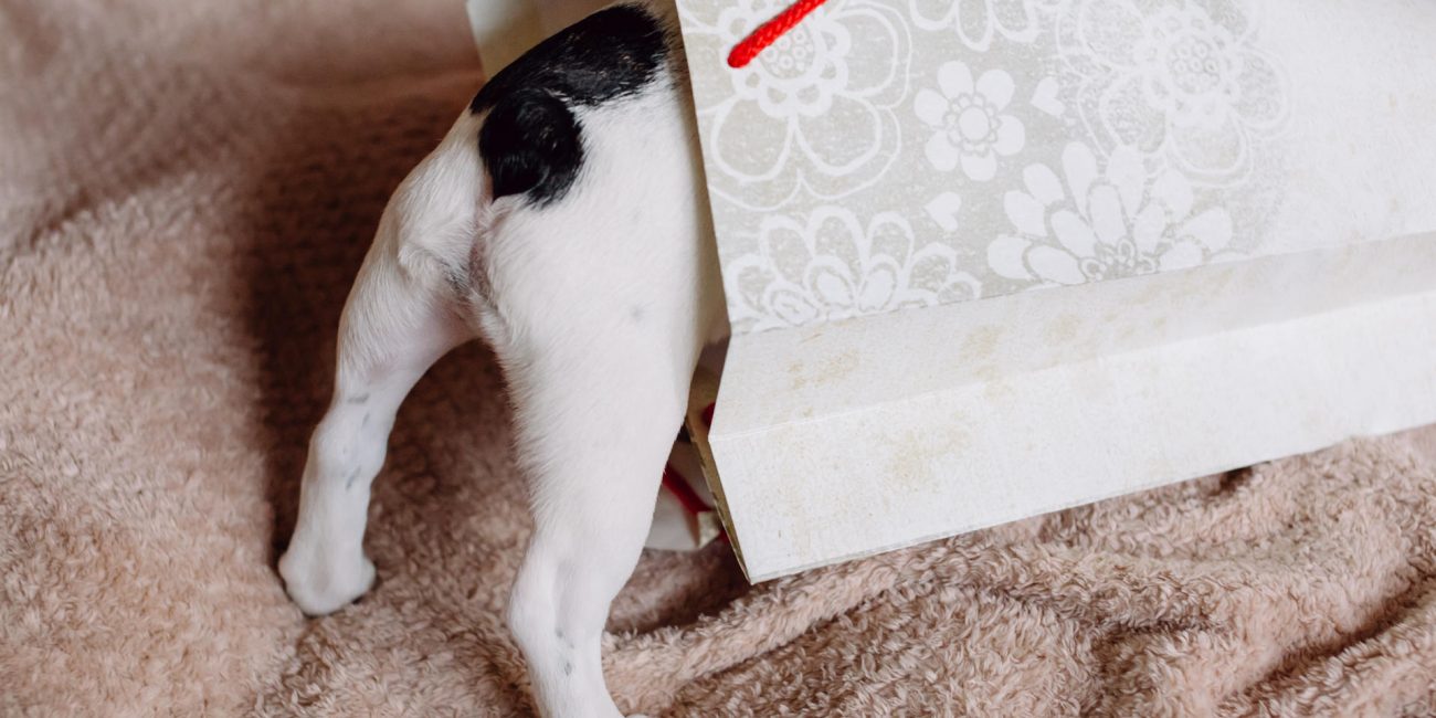 The Best Subscription Dogs Boxes